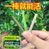 植物急救棒强效六合一植物花卉多肉通用型氮磷钾家庭园艺肥料 商品缩略图1