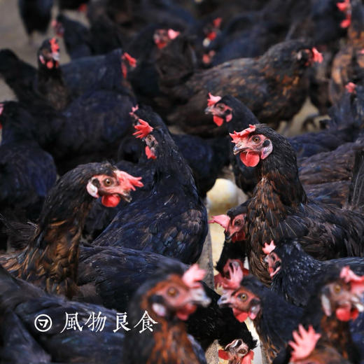 健康好蛋｜风物良食®️有机鸡蛋 ｜每周三上架，周五发货 商品图5