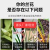 【一个月插1只】绿植肥懒人植物营养棒花家用花卉养花肥料氮磷通用型棒状盆栽缓释 商品缩略图7