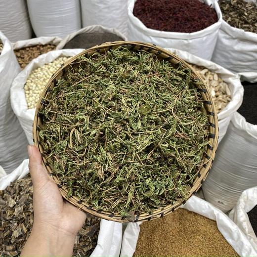 石上柏 商品图0