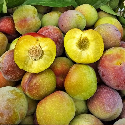 半边红脆李 李子 商品图4