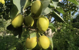 【新疆好物】2024库尔勒香梨来了