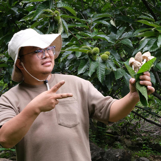 菌子界的“老母鸡”——凉山野生鸡枞 ！味似当年老母鸡，菌肉丝丝分明如鸡腿肉！兼具脆、香、鲜、甜 凉拌、炖汤、油浸鲜掉眉毛继续吃！ 商品图3