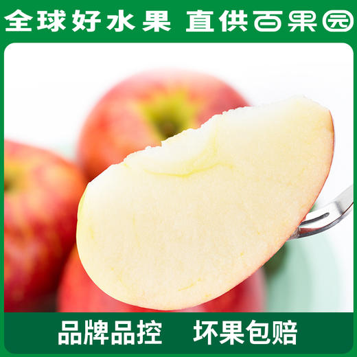 PAGODA百果园进口爱妃苹果（中）9粒礼盒装 商品图2