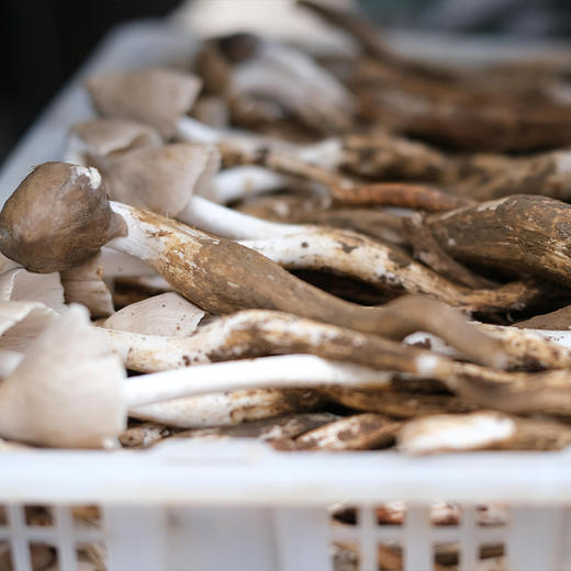 菌子界的“老母鸡”——凉山野生鸡枞 ！味似当年老母鸡，菌肉丝丝分明如鸡腿肉！兼具脆、香、鲜、甜 凉拌、炖汤、油浸鲜掉眉毛继续吃！ 商品图4