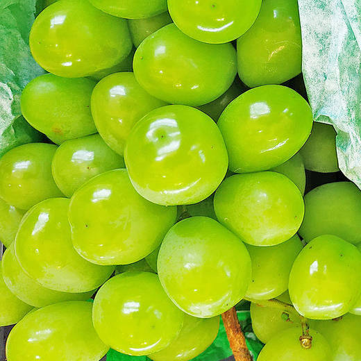 【顺丰快递】四川西昌阳光玫瑰葡萄新鲜当季现摘现发 商品图1