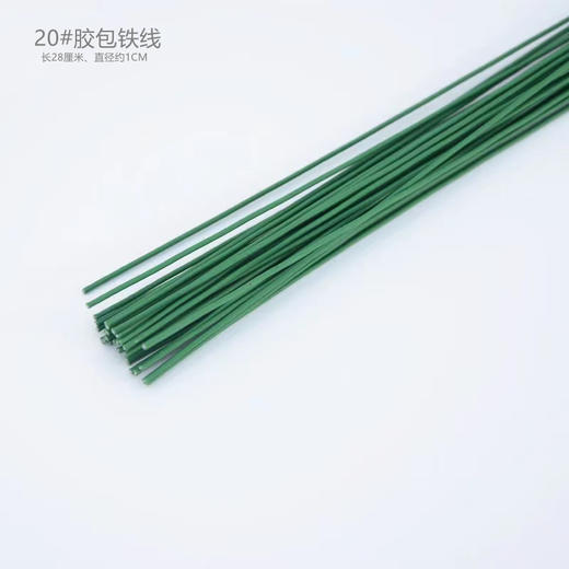 绿铁线 商品图2