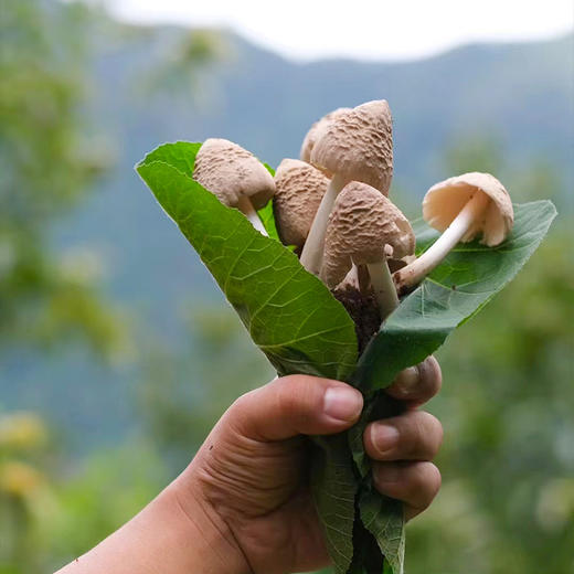 菌子界的“老母鸡”——凉山野生鸡枞 ！味似当年老母鸡，菌肉丝丝分明如鸡腿肉！兼具脆、香、鲜、甜 凉拌、炖汤、油浸鲜掉眉毛继续吃！ 商品图5