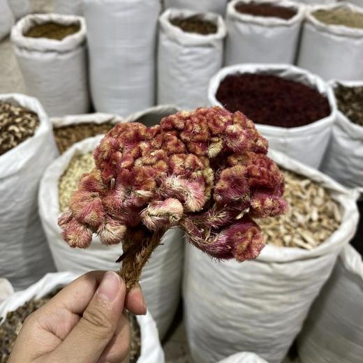 红鸡冠花 商品图4