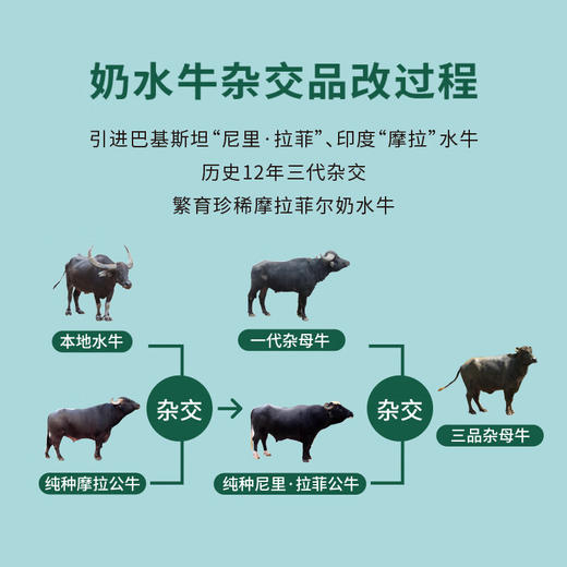 【预售/鲜奶卡】皇氏一只水牛4.0g高钙鲜水牛奶（4瓶*260ml），次月每周一周二配送到家（仅限东莞林语花园、心语花园购买，可配送到家） 商品图1