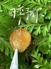 双11丨买3送2【金钻凤梨干/阳光玫瑰干/柿子干】不一样的果干 可即食可泡水 厚切烘烤 果肉软糯带点嚼劲 非腌渍果脯 孕妈小朋友放心吃 ~ 商品缩略图4