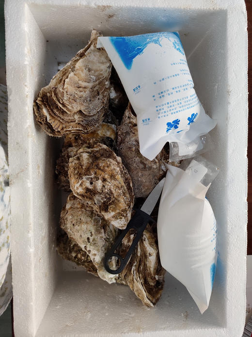 霞关深水区生蚝5斤团购价39.9下单隔天到货！（泡沫箱，冰块，生蚝刀） 商品图4