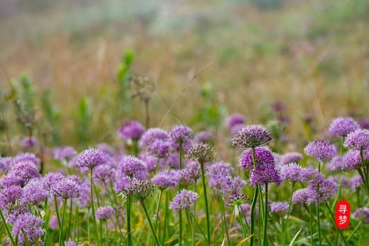 【贵州】普罗旺斯韭菜坪•乌蒙大草原•天龙屯堡4天摄影 商品图14