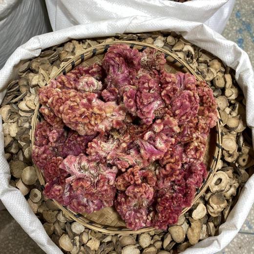 红鸡冠花 商品图2