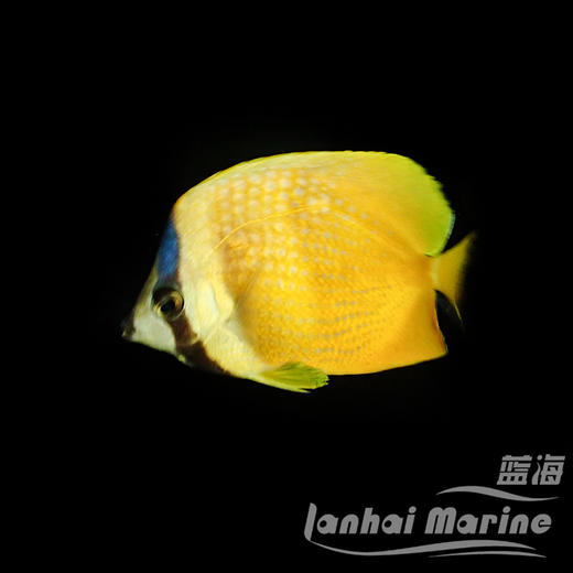 马代菠萝蝶 商品图3