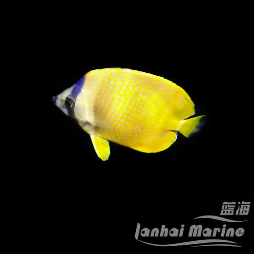 马代菠萝蝶 商品图5