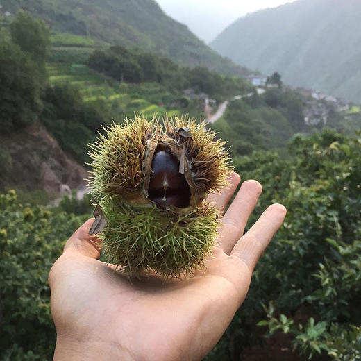 【新鲜生板栗】应季栗子 粒粒饱满 甘甜清脆 色泽自然鲜亮 果仁呈米黄色 生吃甘甜清脆 煮熟吃香甜软糯 多种规格任选 商品图3