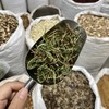 石上柏 商品缩略图3