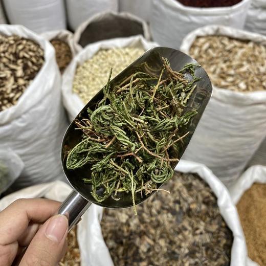石上柏 商品图3