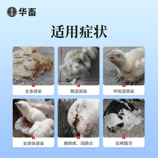 华畜盐酸大观霉素盐酸林可霉素 商品图1