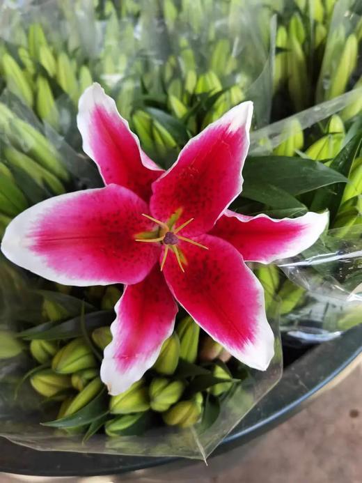 国王一头B 商品图0