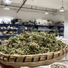 石上柏 商品缩略图1