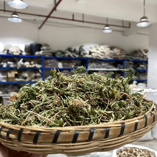 石上柏 商品图1