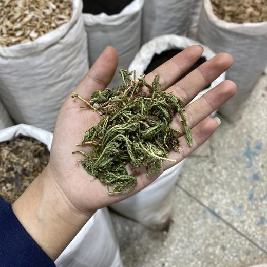 石上柏 商品图4