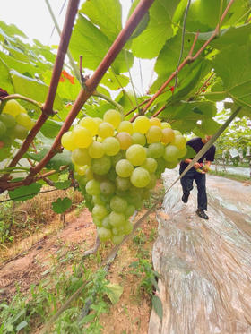 郧阳区青曲含香蜜葡萄🍇