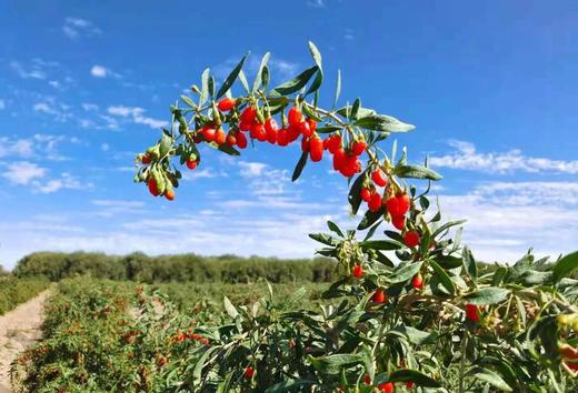 合作产品/有机姜枣膏 商品图3