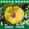 PAGODA百果园巫山脆李（特大）5斤彩箱装 商品缩略图4
