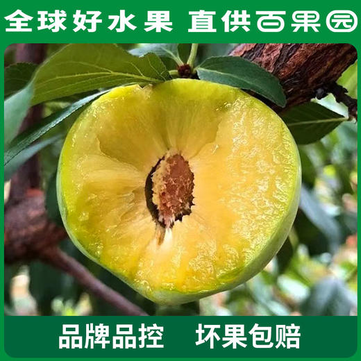 PAGODA百果园巫山脆李（特大）5斤彩箱装 商品图4