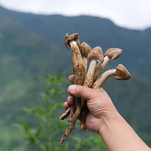 菌子界的“老母鸡”——凉山野生鸡枞 ！味似当年老母鸡，菌肉丝丝分明如鸡腿肉！兼具脆、香、鲜、甜 凉拌、炖汤、油浸鲜掉眉毛继续吃！ 商品图0