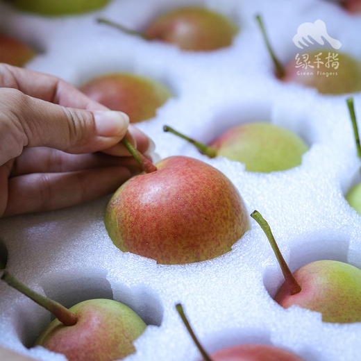 生态高原红云梨| 合作生产*Ecological plateau red cloud pear Partner Production 商品图6
