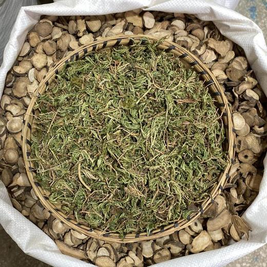 石上柏 商品图2