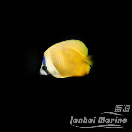 马代菠萝蝶 商品图4