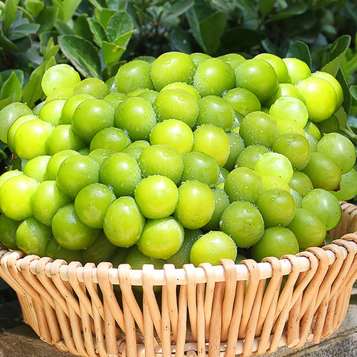 【顺丰快递】四川西昌阳光玫瑰葡萄新鲜当季现摘现发 商品图3