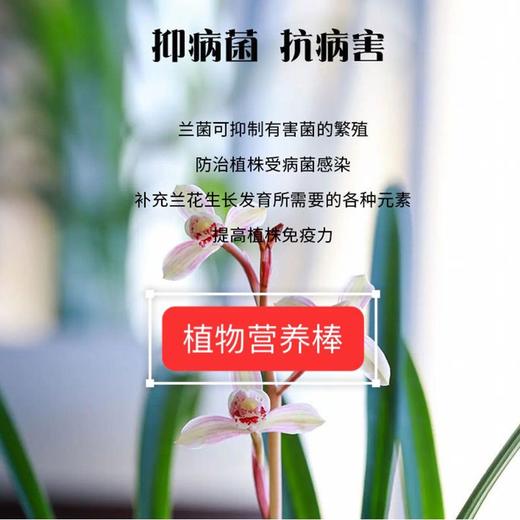 【一个月插1只】绿植肥懒人植物营养棒花家用花卉养花肥料氮磷通用型棒状盆栽缓释 商品图6