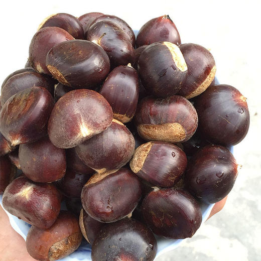 【新鲜生板栗】应季栗子 粒粒饱满 甘甜清脆 色泽自然鲜亮 果仁呈米黄色 生吃甘甜清脆 煮熟吃香甜软糯 多种规格任选 商品图4