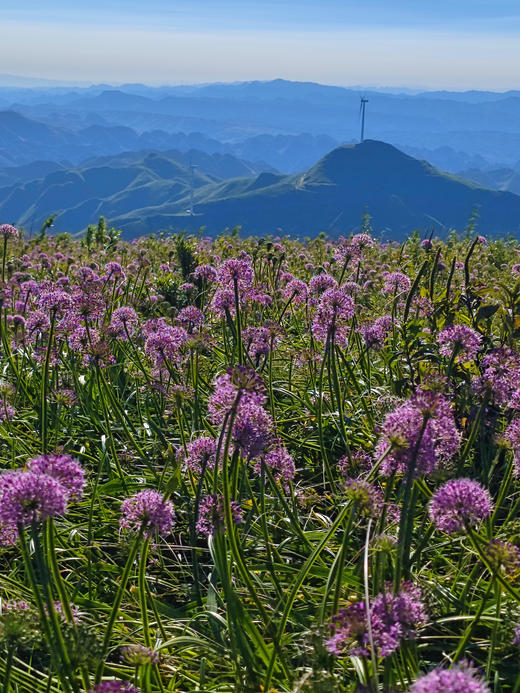 【贵州】普罗旺斯韭菜坪•乌蒙大草原•天龙屯堡4天摄影 商品图6