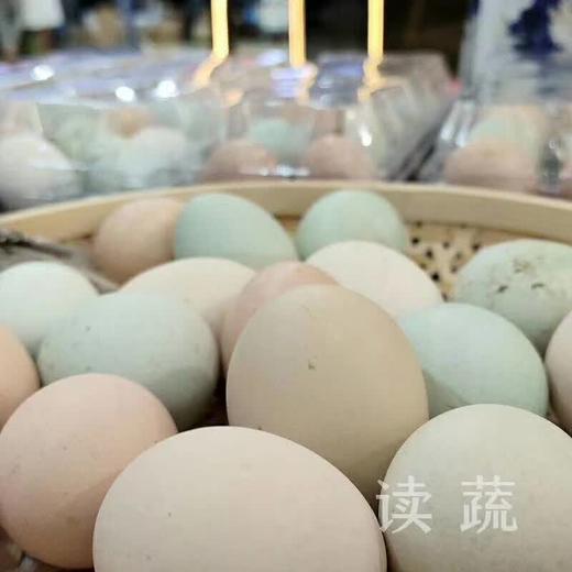 林地散养土鸡蛋 新鲜限量 (30枚装) 商品图0