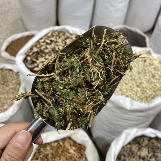 翠云草 商品图4