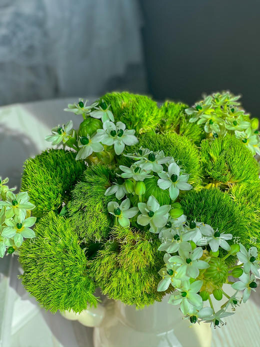 【若月亮没来】AB级绿毛球5支+AB级天鹅绒5支/份（静静设计） 商品图6