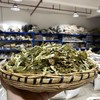 凤尾草 商品缩略图1
