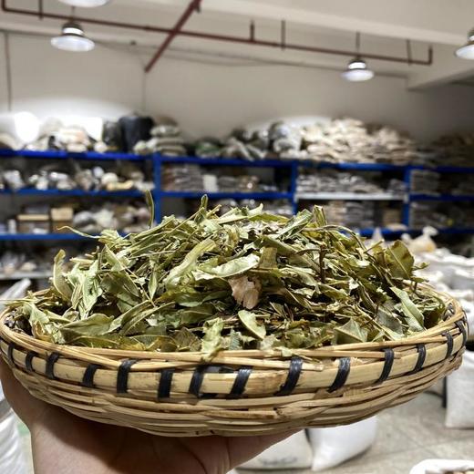 凤尾草 商品图1