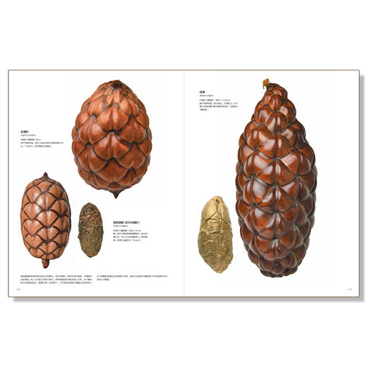 《世界上不可思议的果实种子图鉴 》荣获2023年首都科普好书-分销 商品图4