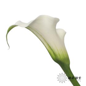 丽江马蹄莲 | 纯艺术【轻微压伤不售后，介意慎拍】