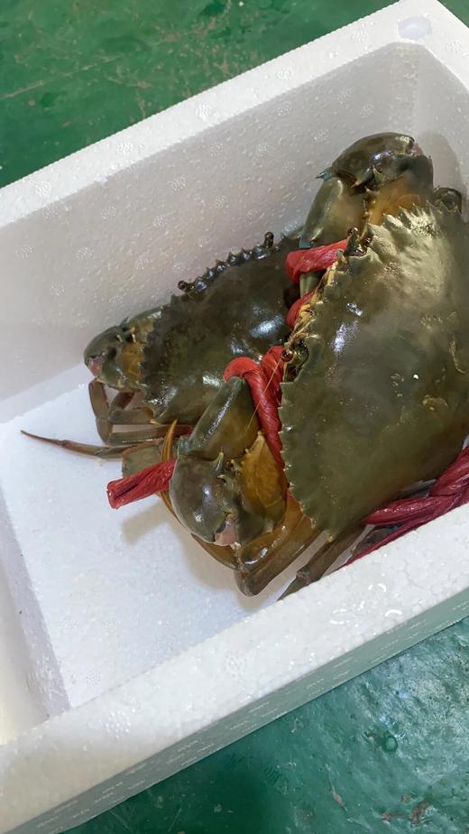 xm肥到爆炸的红膏蟹~只只都是母蟹 满膏满黄，全国活寄到家！零度以下城市-活冻发货-品质一样 商品图3