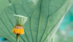 解锁与未来婆婆相处的秘诀，未婚的女生一定要看！
