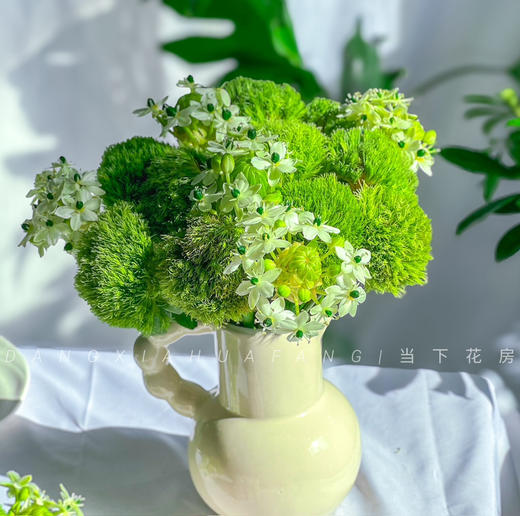 【若月亮没来】AB级绿毛球5支+AB级天鹅绒5支/份（静静设计） 商品图1